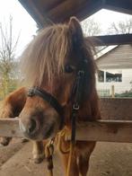 Shetlander hoofdstel, Ophalen of Verzenden, Zo goed als nieuw, Overige soorten