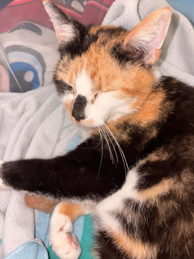 Vriendinnetje of vriendje gezocht voor onze poes, Dieren en Toebehoren, Katten en Kittens | Overige Katten, Poes