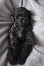 Toy poedel/poedel pups lief, speels en opgegroeid in huis, Poedel, Parvo, 8 tot 15 weken, Meerdere dieren