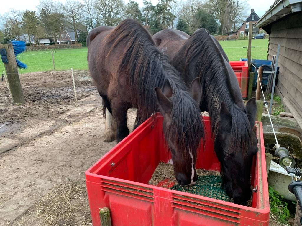 24/7 buitenplek. Winter hooi op paddock, zomer weidegang., Weidegang, 1 paard of pony