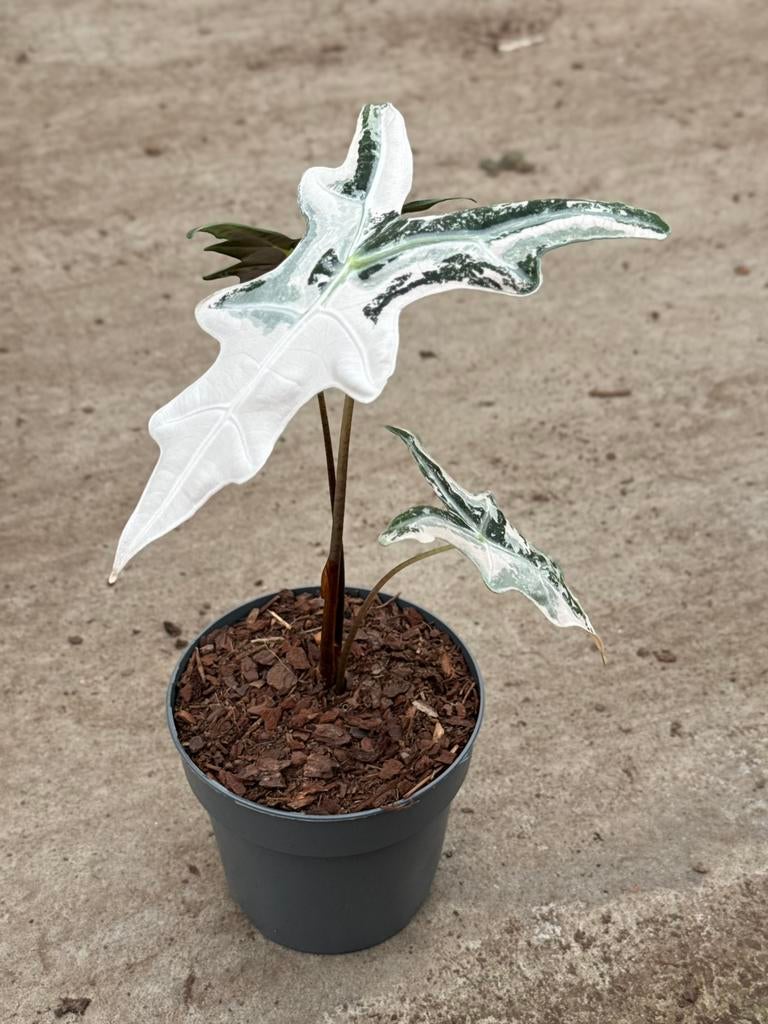 Alocasia Nobilis Pink Variegata, Ophalen of Verzenden, Halfschaduw, Minder dan 100 cm
