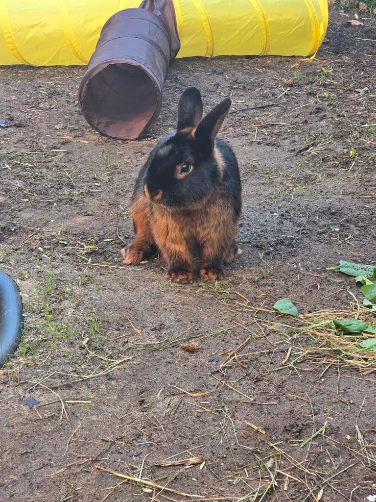 Super mooi Black & Tan konijn te koop!, Dieren en Toebehoren, Konijnen, Vrouwelijk, Middelgroot, 0 tot 2 jaar