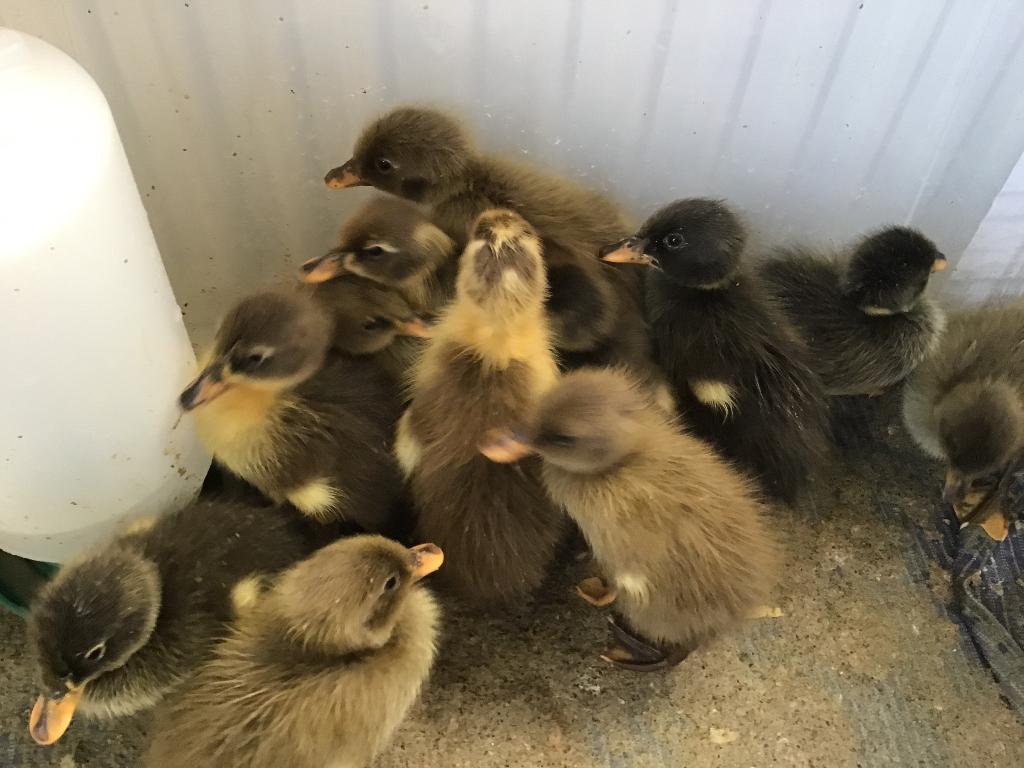 lieve loopeend kuikens, Dieren en Toebehoren, Pluimvee, Geslacht onbekend, Eend
