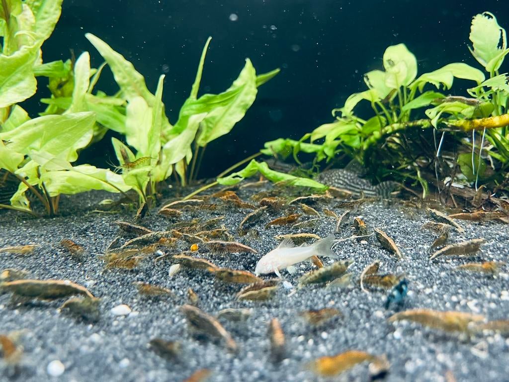 Wildkleur Neocaridina Garnalen, Kreeft, Krab of Garnaal