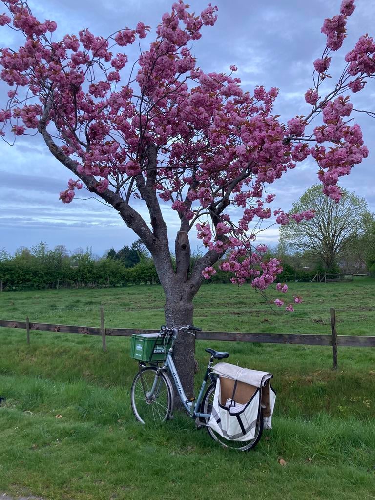 Hele fijne fiets van Gazelle met lage instap, nieuwe banden, Fietsen en Brommers, Ophalen of Verzenden, Zo goed als nieuw, Gazelle