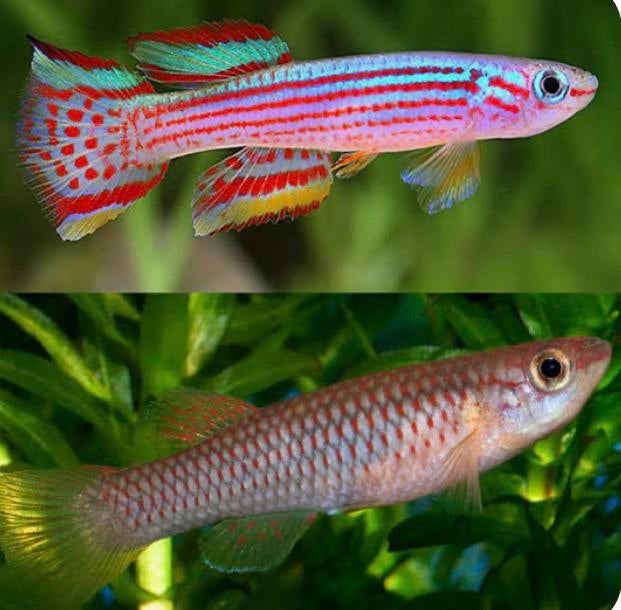 Killivis Aphyosemion striatum, Vis