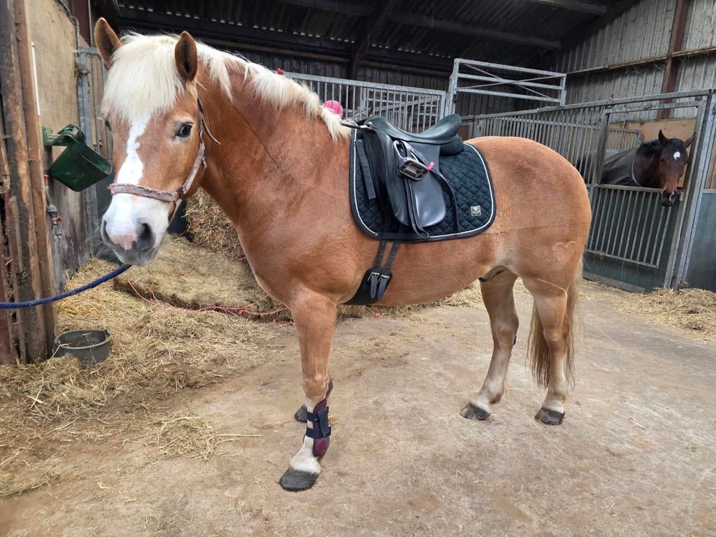 Gezocht pensionstal stalling midden drenthe, Dieren en Toebehoren, Stalling en Weidegang, Stalling