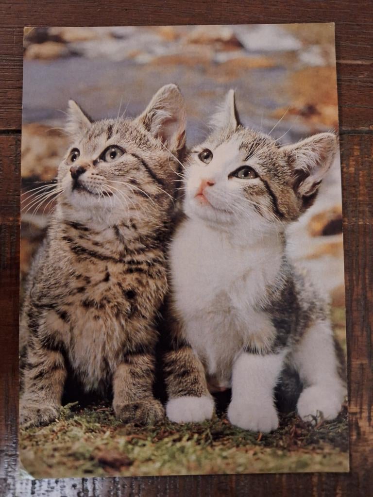 Dieren - Katten, Ophalen of Verzenden, Gelopen, Hond of Kat