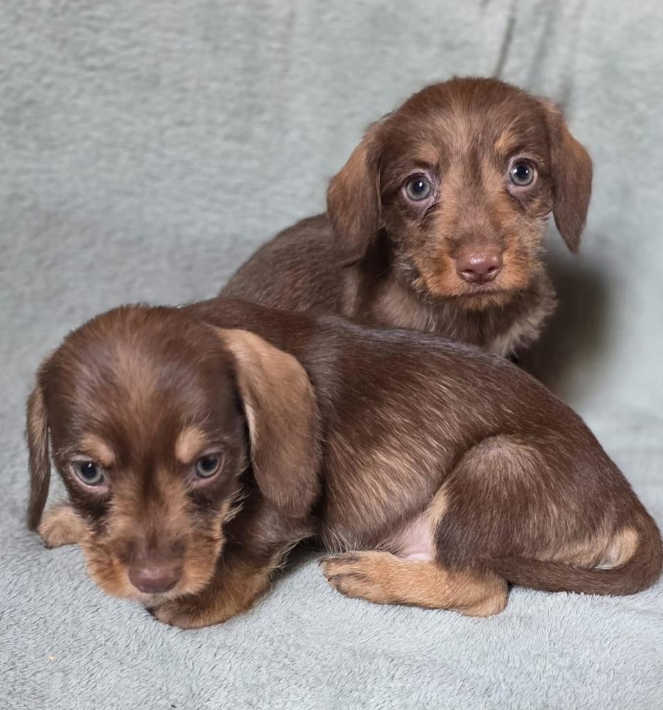 Prachtige dwerg teckel pups., Parvo, 8 tot 15 weken, Dwerg, Meerdere