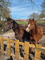 2 Welsh pony's sectie B (merrie), Merrie, Minder dan 160 cm, 0 tot 2 jaar