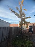 Ginkgo Biloba (Japanse Notenboom), Tuin en Terras, Planten | Bomen, Herfst, Overige soorten, 400 cm of meer, Ophalen