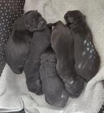 Zwarte labrador pups, Dieren en Toebehoren, Rabiës (hondsdolheid), Overige rassen, 8 tot 15 weken, Meerdere