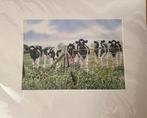2 wiebe van der zee koeien prints, Antiek en Kunst, Ophalen of Verzenden