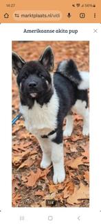 Honden handelaar, Rabiës (hondsdolheid), 1 tot 2 jaar, Meerdere, Meerdere dieren