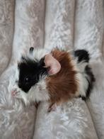Jonge Driekleur Borstel Cavia., Dieren en Toebehoren, Knaagdieren, Cavia, Mannelijk, November, Tam