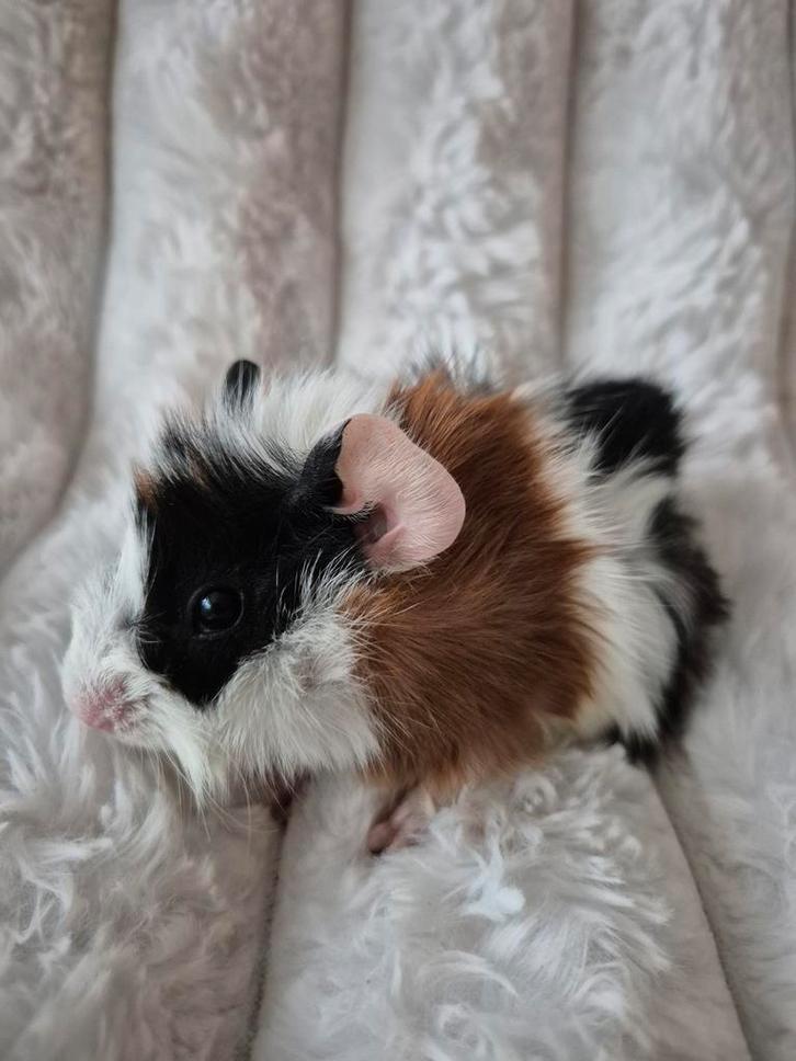 Jonge Driekleur Borstel Cavia., Dieren en Toebehoren, Knaagdieren, Mannelijk, Cavia, November, Tam