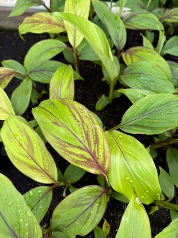 Musa helens hybrid - bananenplant beschikbaar voor biedingen