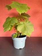 Kamerlinde in pot 65 cm, Ophalen, Minder dan 100 cm, Overige soorten, In pot