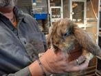Lieve Franse Hangoor konijntje, Dieren en Toebehoren, Konijnen, Vrouwelijk, Groot, Hangoor, 0 tot 2 jaar