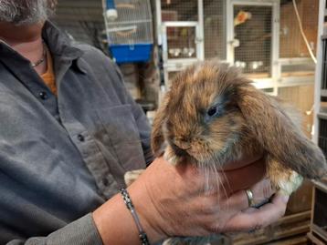 Lieve Franse Hangoor konijntje  beschikbaar voor biedingen