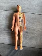 Model menselijk lichaam, Ophalen of Verzenden, Gebruikt