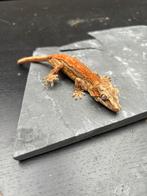 Mooie gargoyle gekko’s te koop, Dieren en Toebehoren, Reptielen en Amfibieën, 0 tot 2 jaar, Hagedis