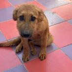 ACE: Peyton is een streling voor het oog!, Dieren en Toebehoren, Honden | Niet-rashonden, Particulier, Rabiës (hondsdolheid), 15 weken tot 1 jaar