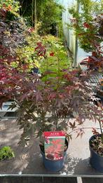 Japanse esdoorn atropupureum, Tuin en Terras, Planten | Bomen, Ophalen, Bloeit niet, Halfschaduw, Overige soorten