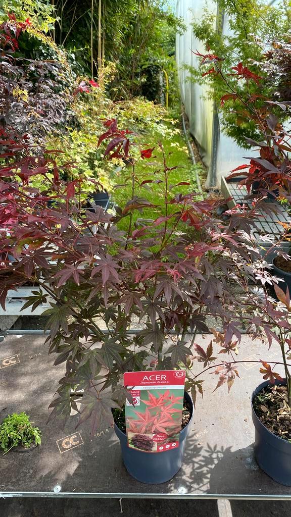 Japanse esdoorn atropupureum, Tuin en Terras, Planten | Bomen, Overige soorten, Halfschaduw, Bloeit niet, Ophalen