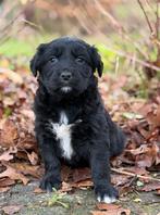 Lieve Friese Stabij x Golden Retriever pups met garantie, Nederland, Overige rassen, 8 tot 15 weken, CDV (hondenziekte)