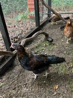 Gratis Prachtig Haantje, Dieren en Toebehoren, Pluimvee, Mannelijk, Kip