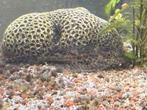 PLECO OF ZUIGNAP(HARNAS)MEERVAL - HYPOSTOMUS PLECOSTOMUS, Vis