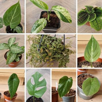 Plantpakket met 12 planten t.w.v. €75, nu voor maar €20 beschikbaar voor biedingen