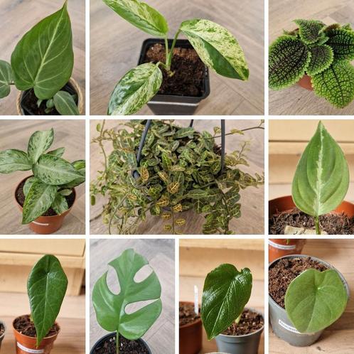 Plantpakket met 12 planten t.w.v. €75, nu voor maar €20, Huis en Inrichting, Kamerplanten, Ophalen of Verzenden