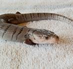 Jonge slakkenskink #1 (Hemisphaeriodon gerrardi)
3-3-2025, Amfibie, Tam, 0 tot 2 jaar