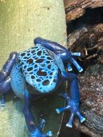 Volwassen koppel Azureus, Dieren en Toebehoren, Reptielen en Amfibieën