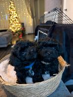 Prachtige Toy Poedel Puppy’s te koop, Poedel, Reu, 8 tot 15 weken, Meerdere
