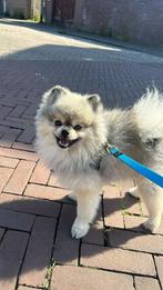 Dekreu pomeriaan grijs speciale kleur, Particulier, Rabiës (hondsdolheid), Reu, 1 tot 2 jaar