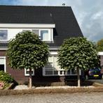 2 Bol Catalpa’s gratis afhalen, Bloeit niet, Overige soorten, 100 tot 250 cm, Ophalen