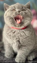 Britse korthaar kittens, Meerdere dieren, Ontwormd, 0 tot 2 jaar