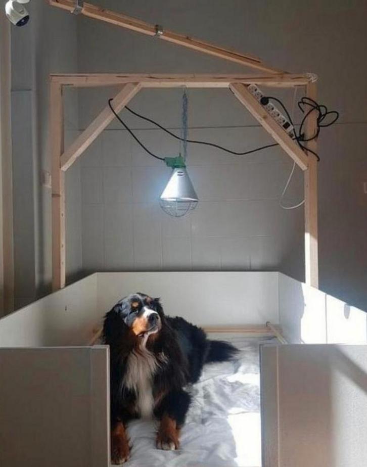 Grote werpkist te huur, Dieren en Toebehoren, Hondenhokken, Zo goed als nieuw, 100 cm of meer, 110 cm of meer, Ophalen