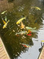 Te koop: 16 koikarpers (verschillende groottes), Dieren en Toebehoren, Vissen | Vijvervissen, Karper of Koi