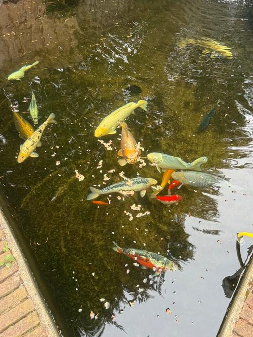 Te koop: 16 koikarpers (verschillende groottes), Dieren en Toebehoren, Vissen | Vijvervissen, Karper of Koi