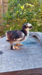 Cochin kriel ,kuikens Gesexst hennetjes, Dieren en Toebehoren, Pluimvee, Vrouwelijk, Kip