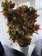 Kamerplant Croton Petra, Ophalen, 100 tot 150 cm, Overige soorten, In pot