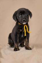 Labrador pups mogen 6 sept weg, Dieren en Toebehoren, 8 tot 15 weken, Meerdere, Nederland, Particulier