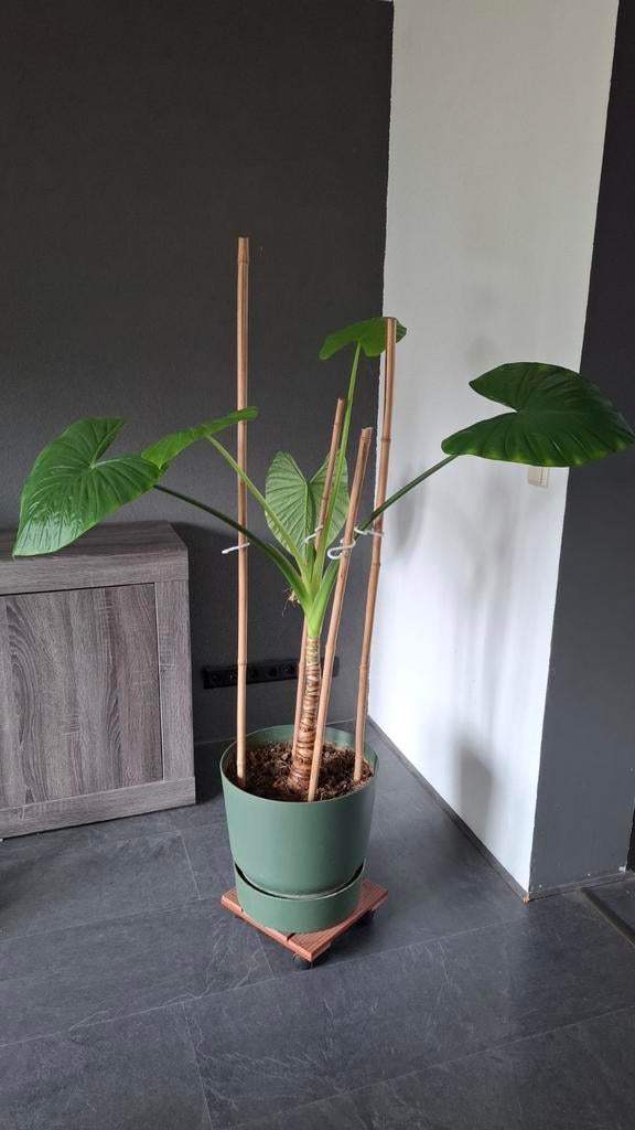 Zeer gezonde Olifantsoor plant in pot, Huis en Inrichting, Ophalen, 100 tot 150 cm, Overige soorten, Halfschaduw