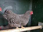 Amrock kriel | Gezonde dieren | Passend advies!, Dieren en Toebehoren, Pluimvee, Meerdere dieren, Kip