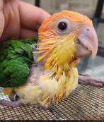 Gezocht: baby roestkop caique, Dieren en Toebehoren, Vogels | Parkieten en Papegaaien, Geslacht onbekend, Papegaai, Pratend