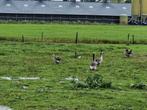 Jonge ganzen, Dieren en Toebehoren, Pluimvee, Geslacht onbekend, Gans of Zwaan